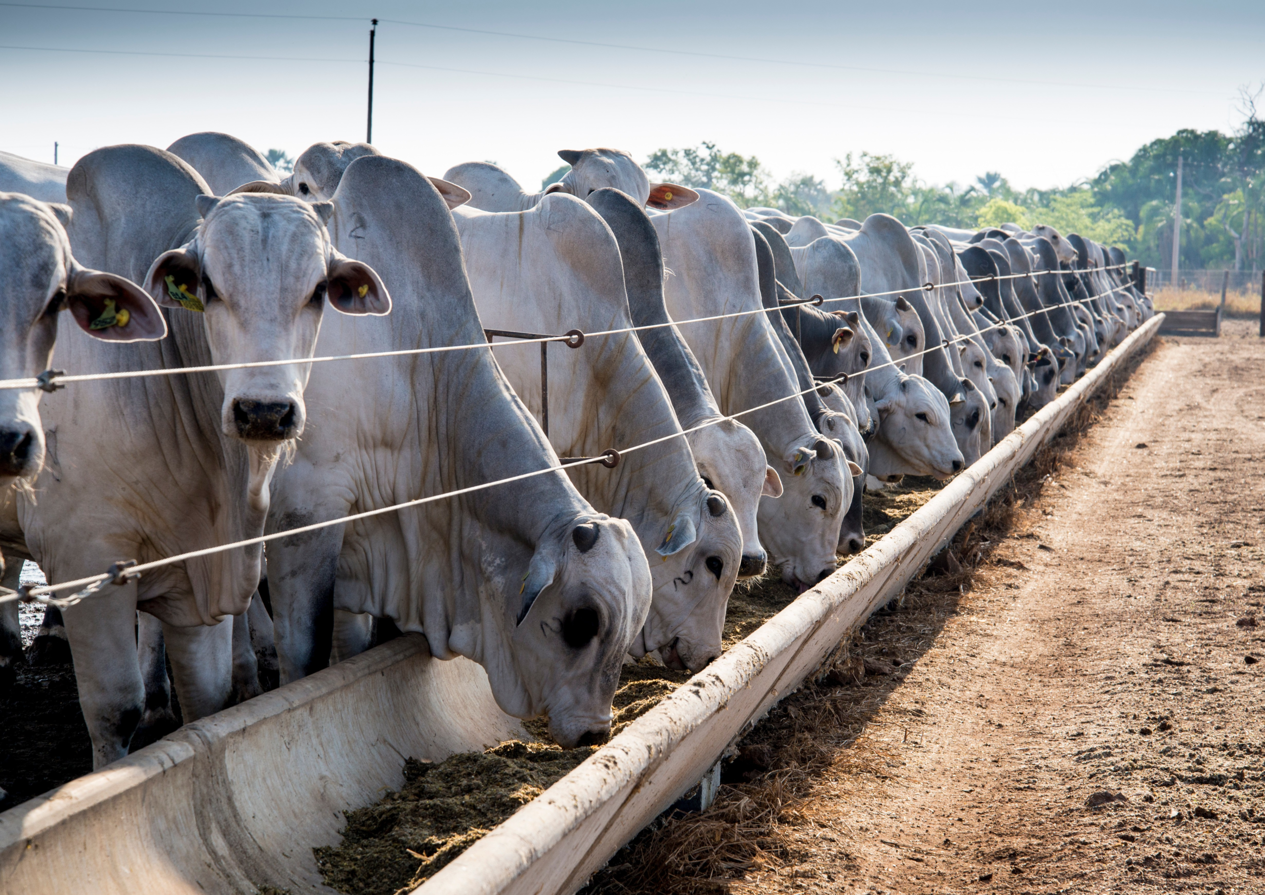 Pecuária de confinamento: o que é e qual importância da modalidade no mercado brasileiro de gado de corte | Agrishow