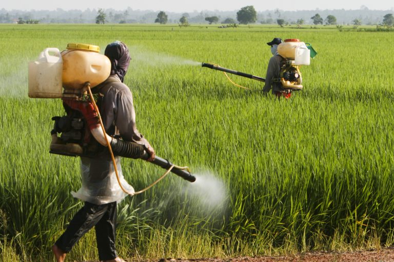Trabalhadores pulverizando agrotóxicos de forma manual em plantação